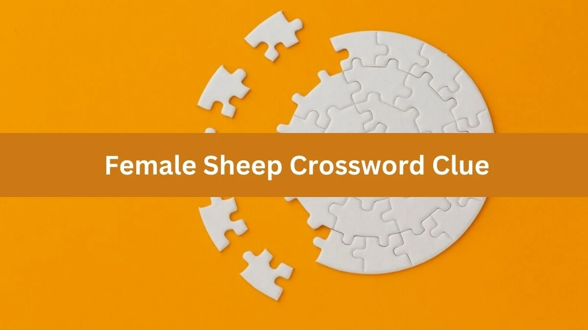 Mirror Quick Female Sheep Crossword Clue Answers with 3 Letters