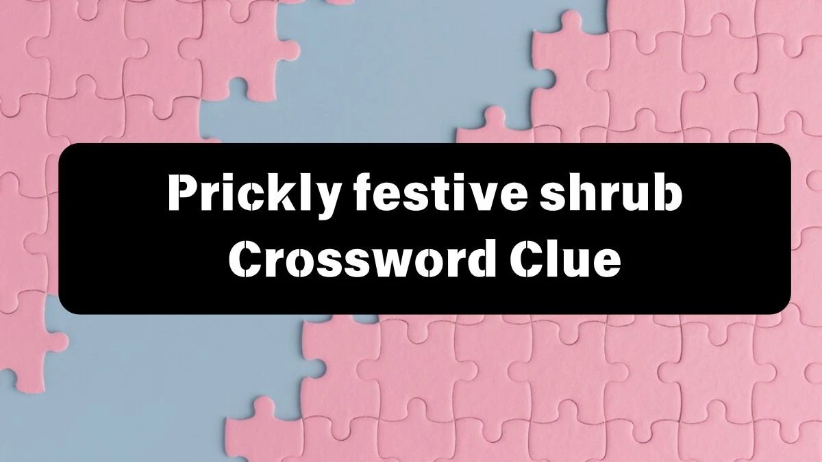 The Sun Mini Prickly festive shrub Crossword Clue Answers with 5 Letters