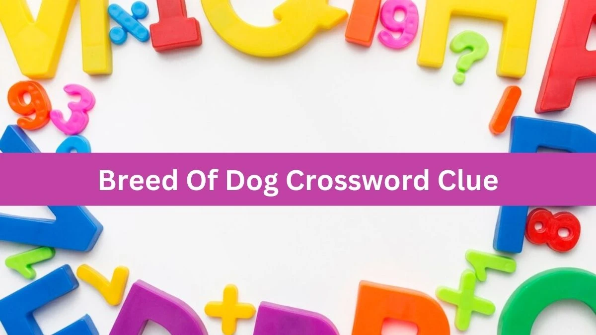 Mirror Quick Breed Of Dog Crossword Clue Answers with 9 Letters