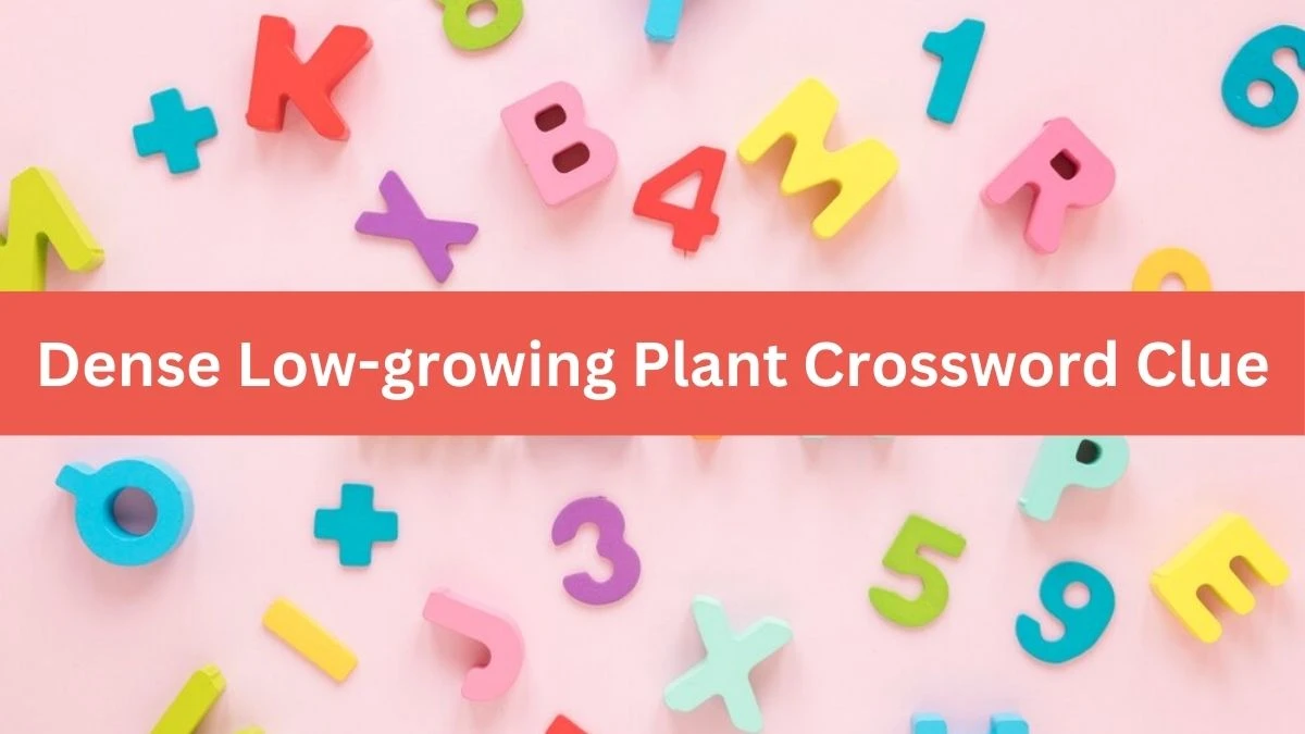 The Times Concise Dense Low-growing Plant Crossword Clue Answers with 4 Letters