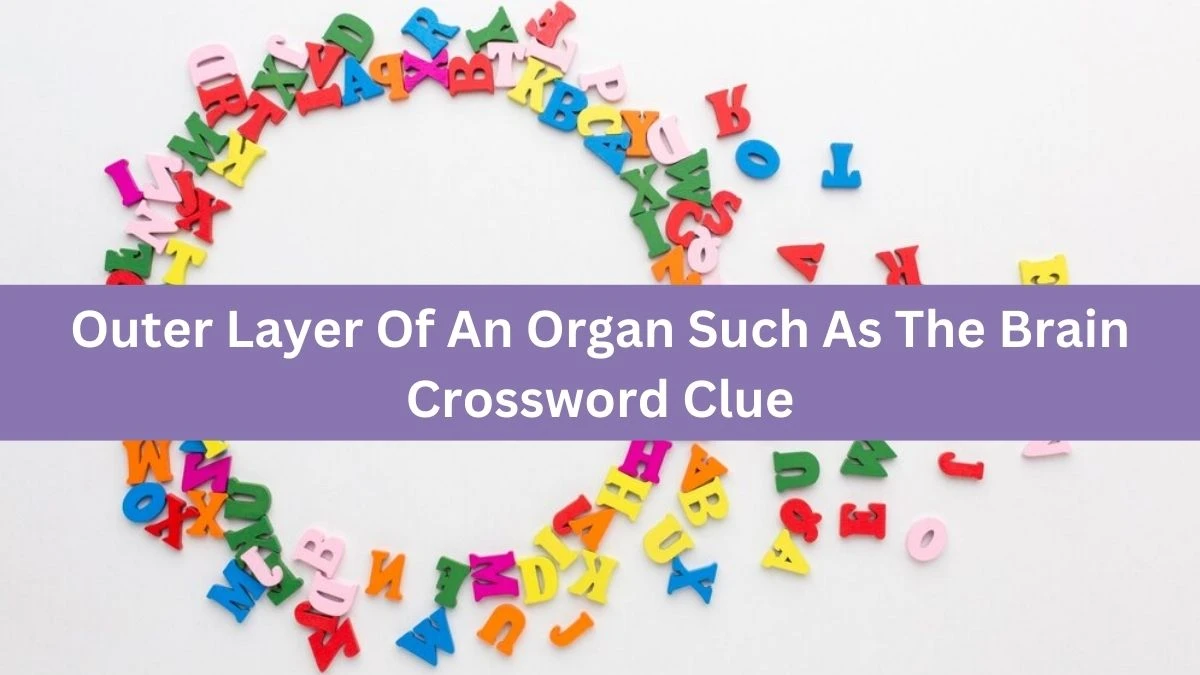 The Times Concise Outer Layer Of An Organ Such As The Brain Crossword Clue Answers with 6 Letters