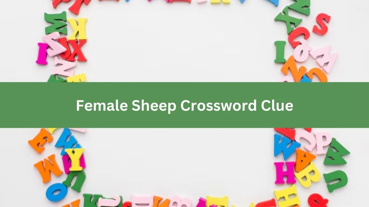 Mirror Quick Female Sheep Crossword Clue Answers with 3 Letters