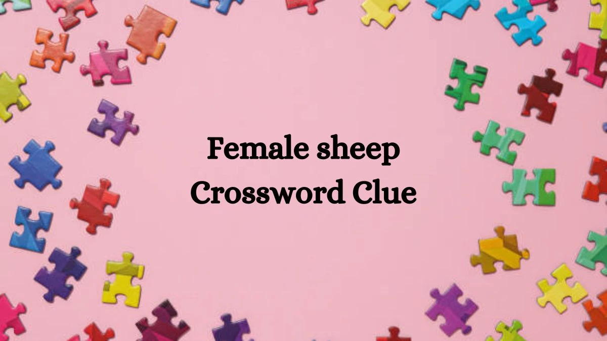 Mirror Quick Female sheep Crossword Clue Answers with 4 Letters