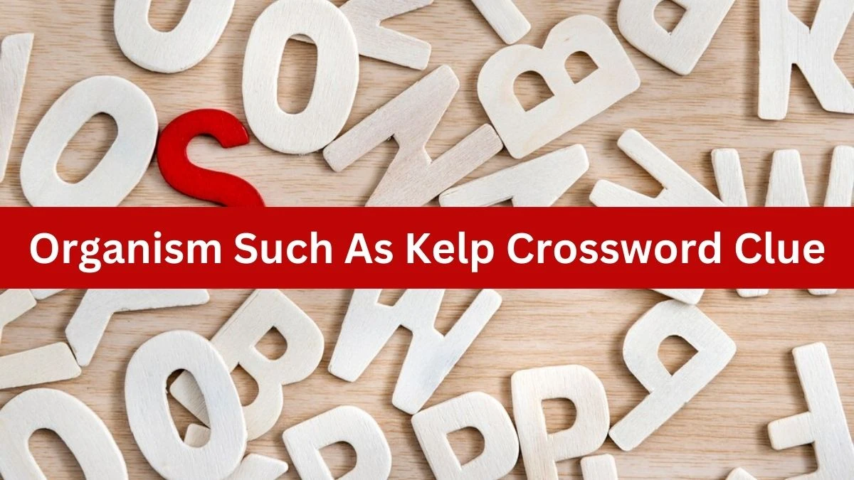 The Times Concise Organism Such As Kelp Crossword Clue Answers with 4 Letters