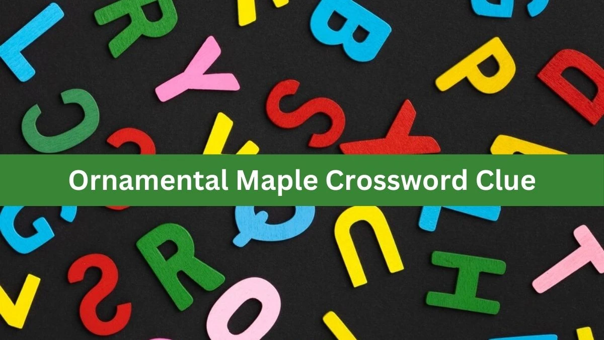 Mirror Quick Ornamental Maple Crossword Clue Answers with 4 Letters