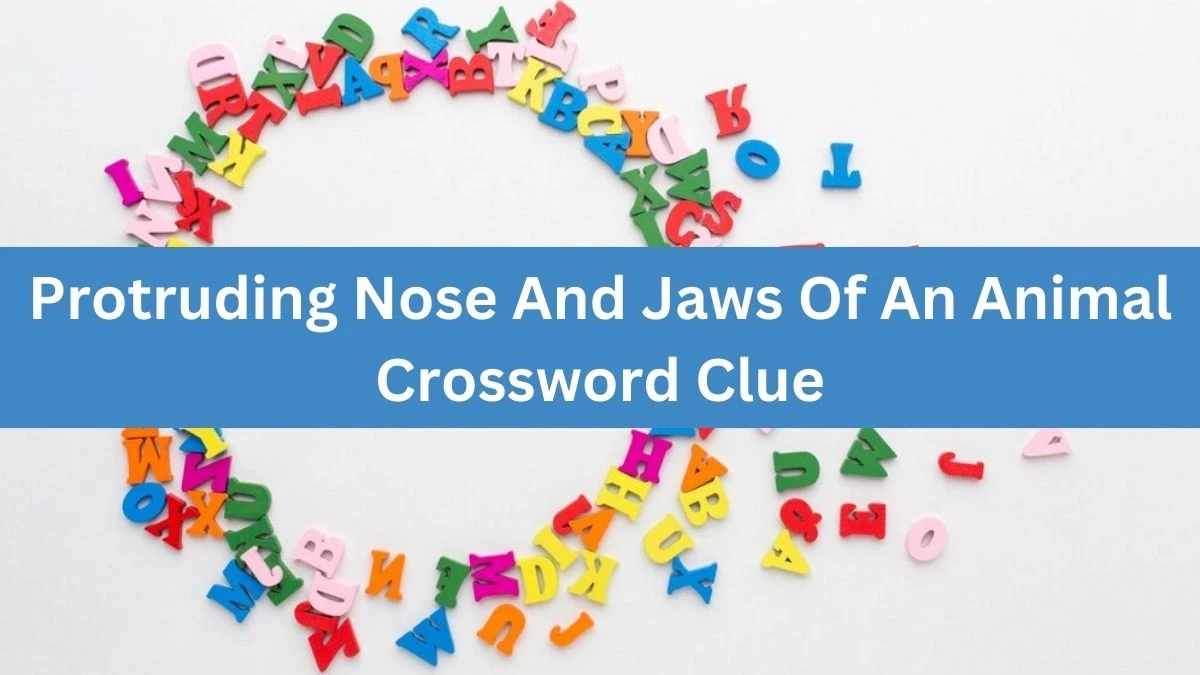 The Times Concise Protruding Nose And Jaws Of An Animal Crossword Clue Answers with 5 Letters