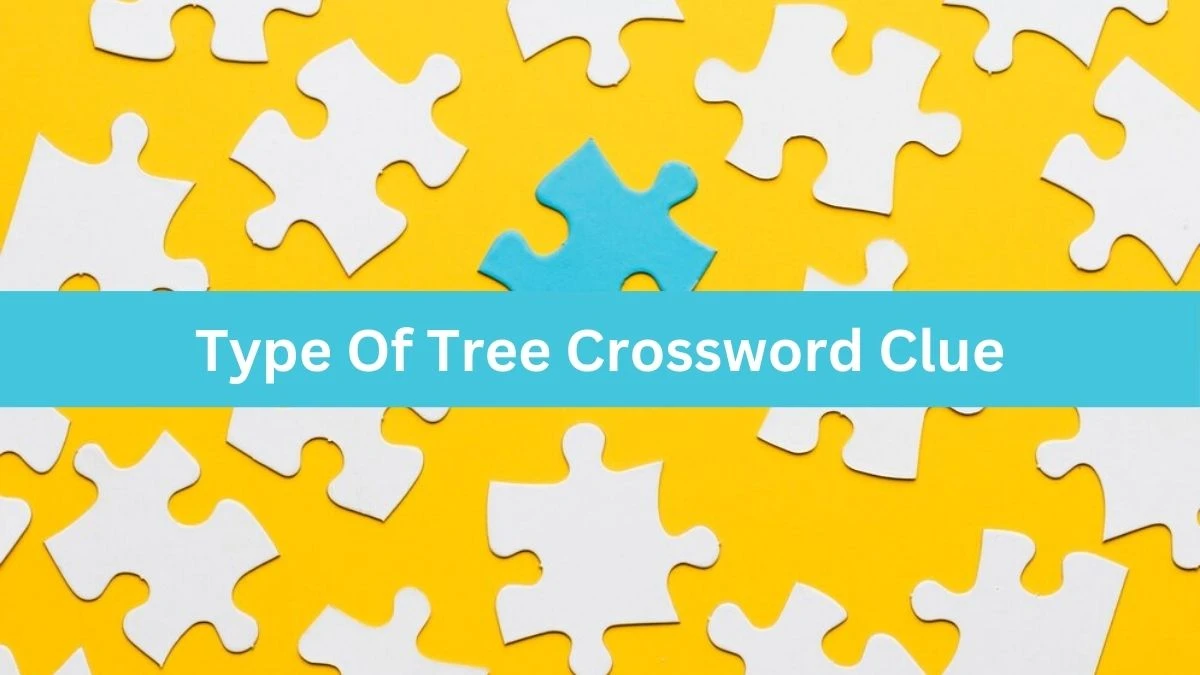 Mirror Quick Type Of Tree Crossword Clue Answers with 5 Letters